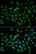 Cyclin Dependent Kinase Inhibitor 3 antibody, A2061, ABclonal Technology, Immunofluorescence image 