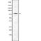 Abl Interactor 2 antibody, abx147894, Abbexa, Western Blot image 