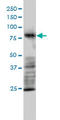 MRE11 Homolog, Double Strand Break Repair Nuclease antibody, LS-C197702, Lifespan Biosciences, Western Blot image 