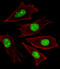 Ring Finger Protein 166 antibody, A15709-1, Boster Biological Technology, Immunofluorescence image 