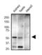 KOX-1 antibody, NBP2-59679, Novus Biologicals, Western Blot image 