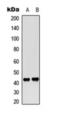 CAMP Responsive Element Binding Protein 1 antibody, orb393252, Biorbyt, Western Blot image 