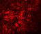 Transmembrane Protein 70 antibody, A06360, Boster Biological Technology, Immunofluorescence image 