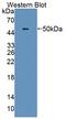 Protein Disulfide Isomerase Family A Member 6 antibody, abx131442, Abbexa, Western Blot image 