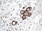 Lysyl-TRNA Synthetase antibody, LS-C796460, Lifespan Biosciences, Immunohistochemistry paraffin image 