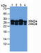 Catechol-O-Methyltransferase antibody, LS-C293232, Lifespan Biosciences, Western Blot image 