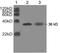 Goat IgG antibody, LS-C202959, Lifespan Biosciences, Western Blot image 