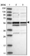 TRNA Methyltransferase 13 Homolog antibody, NBP1-84643, Novus Biologicals, Western Blot image 