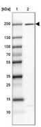 HEAT Repeat Containing 5A antibody, NBP2-14685, Novus Biologicals, Western Blot image 