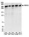 Pre-MRNA Processing Factor 8 antibody, A303-921A, Bethyl Labs, Western Blot image 