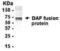 CD55 Molecule (Cromer Blood Group) antibody, XW-8099, ProSci, Western Blot image 