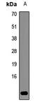 Ribosomal Protein S27a antibody, LS-C667668, Lifespan Biosciences, Western Blot image 