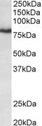 Potassium Voltage-Gated Channel Subfamily C Member 3 antibody, LS-C154943, Lifespan Biosciences, Western Blot image 