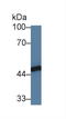 FKBP Prolyl Isomerase Like antibody, LS-C373745, Lifespan Biosciences, Western Blot image 