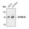 Dual Specificity Tyrosine Phosphorylation Regulated Kinase 1B antibody, PA5-17236, Invitrogen Antibodies, Western Blot image 