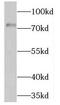 Nuclear Factor, Erythroid 2 Like 3 antibody, FNab05695, FineTest, Western Blot image 
