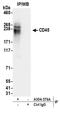 CD45 antibody, A304-376A, Bethyl Labs, Immunoprecipitation image 