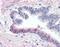 F2R Like Thrombin Or Trypsin Receptor 3 antibody, NLS1311, Novus Biologicals, Immunohistochemistry frozen image 