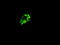 Prominin 2 antibody, LS-C114467, Lifespan Biosciences, Immunofluorescence image 