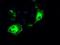 Interferon Regulatory Factor 3 antibody, NBP1-47812, Novus Biologicals, Immunofluorescence image 