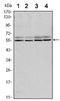 SMAD Family Member 6 antibody, AM06507SU-N, Origene, Western Blot image 