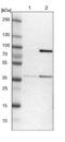 Mitochondrial Ribosomal Protein L39 antibody, NBP1-86815, Novus Biologicals, Western Blot image 