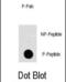 Mitogen-Activated Protein Kinase Kinase Kinase Kinase 1 antibody, abx031990, Abbexa, Dot Blot image 