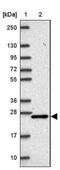 EMX2 antibody, NBP2-39052, Novus Biologicals, Western Blot image 