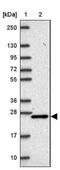 Empty Spiracles Homeobox 2 antibody, NBP2-39052, Novus Biologicals, Western Blot image 