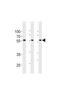 Tripartite Motif Containing 6 antibody, TA325186, Origene, Western Blot image 