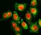 Torsin 1A Interacting Protein 1 antibody, A06631-1, Boster Biological Technology, Immunofluorescence image 