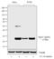Heat Shock Protein Family B (Small) Member 1 antibody, 44-534G, Invitrogen Antibodies, Western Blot image 