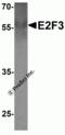 E2F Transcription Factor 3 antibody, 7929, ProSci, Western Blot image 