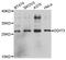 DNA Damage Inducible Transcript 3 antibody, abx125750, Abbexa, Western Blot image 