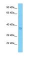 Chromosome 16 Open Reading Frame 91 antibody, orb326892, Biorbyt, Western Blot image 