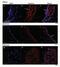 NPHS1 Adhesion Molecule, Nephrin antibody, NBP1-77303, Novus Biologicals, Immunocytochemistry image 