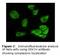 Glycogen Synthase Kinase 3 Alpha antibody, LS-C47220, Lifespan Biosciences, Immunofluorescence image 