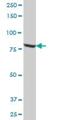 Methylmalonyl-CoA Mutase antibody, H00004594-B01P, Novus Biologicals, Western Blot image 