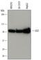 Leucine-rich repeat LGI family member 2 antibody, MAB7334, R&D Systems, Western Blot image 
