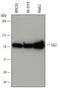 Leucine-rich repeat LGI family member 2 antibody, MAB7334, R&D Systems, Western Blot image 