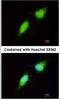 Brain Expressed X-Linked 3 antibody, NBP1-31652, Novus Biologicals, Immunofluorescence image 