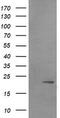 Leucine zipper and ICAT homologous domain-containing protein antibody, CF505940, Origene, Western Blot image 