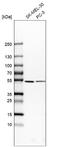 BTB Domain Containing 3 antibody, NBP1-84214, Novus Biologicals, Western Blot image 