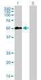 Meis Homeobox 2 antibody, LS-C133318, Lifespan Biosciences, Western Blot image 