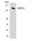 SRSF Protein Kinase 1 antibody, LS-C200722, Lifespan Biosciences, Western Blot image 