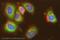 Ferritin Light Chain antibody, ab69090, Abcam, Immunocytochemistry image 
