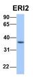 ERI1 Exoribonuclease Family Member 2 antibody, orb325750, Biorbyt, Western Blot image 