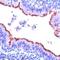 Tubulin antibody, TA354292, Origene, Immunohistochemistry frozen image 