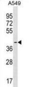 Signal Regulatory Protein Beta 1 antibody, abx030921, Abbexa, Western Blot image 