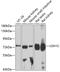 USH1 Protein Network Component Harmonin antibody, 19-353, ProSci, Western Blot image 